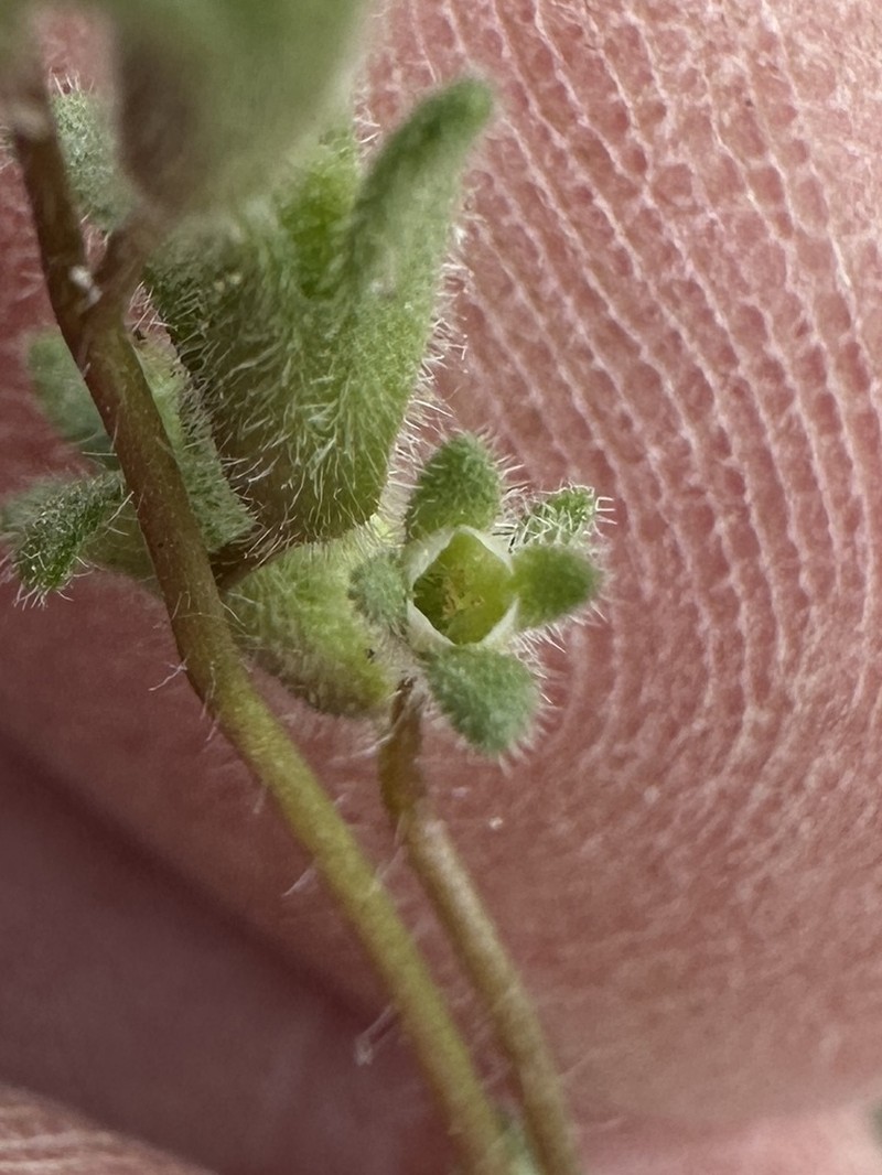 Fourpart Phacelia photo 7