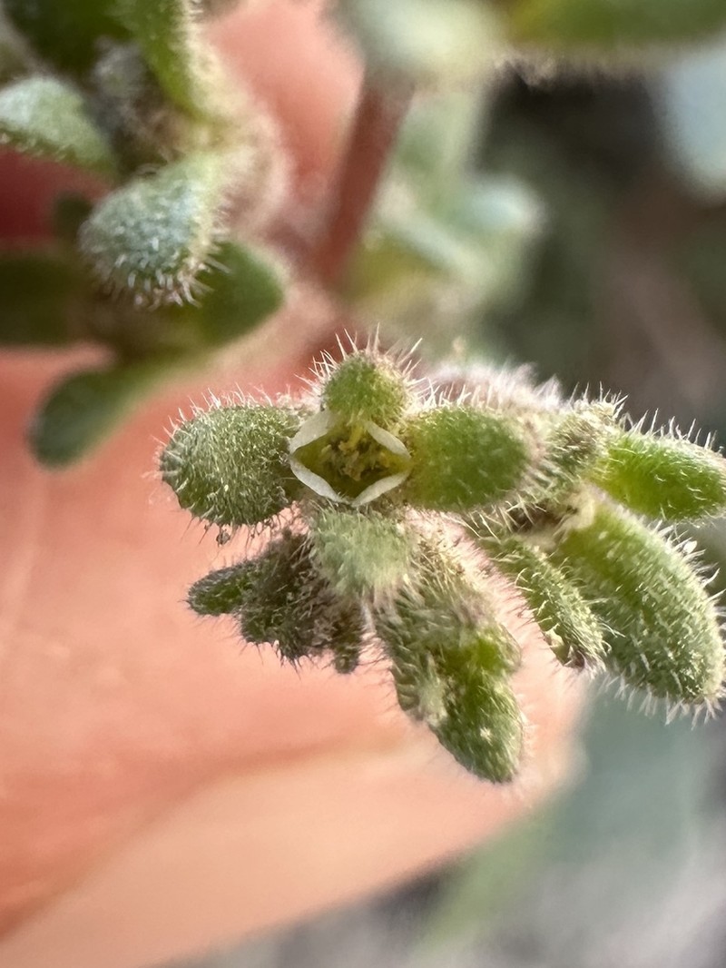 Fourpart Phacelia photo 8