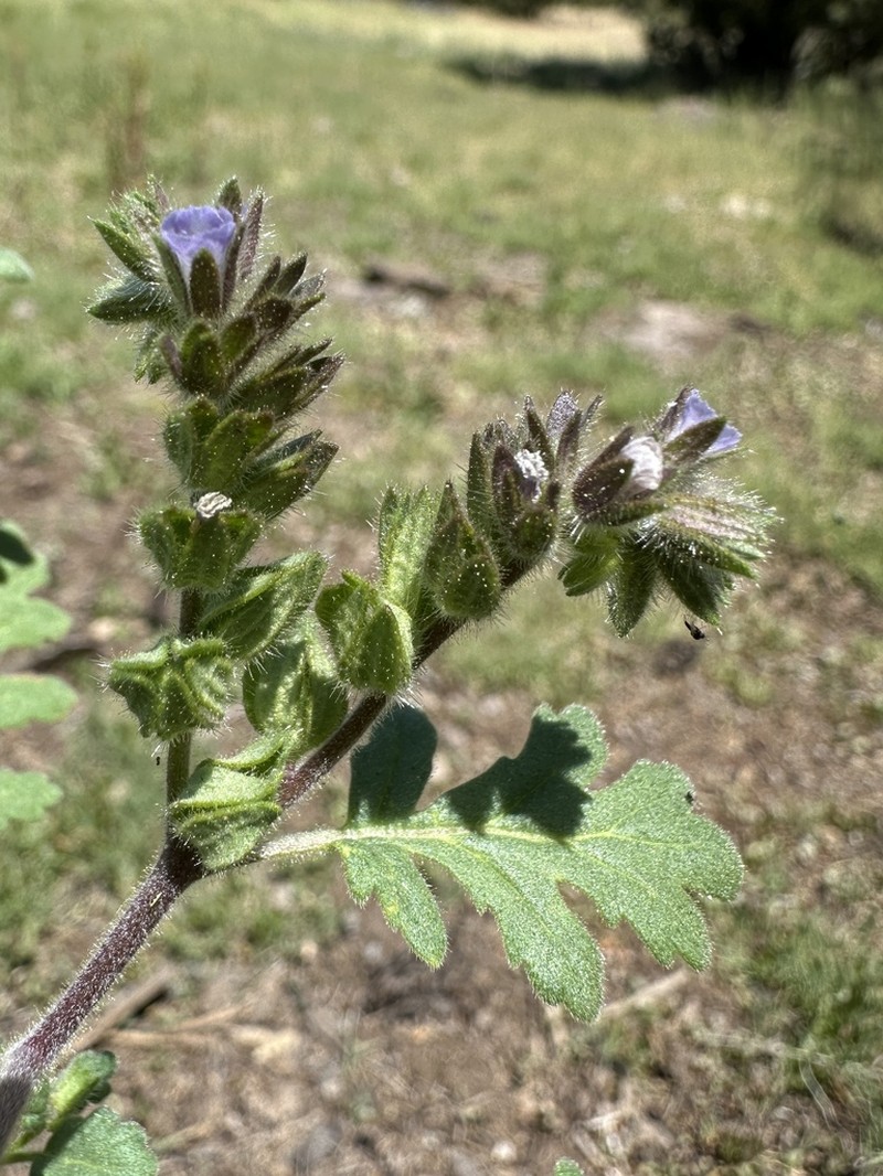 Heated Phacelia