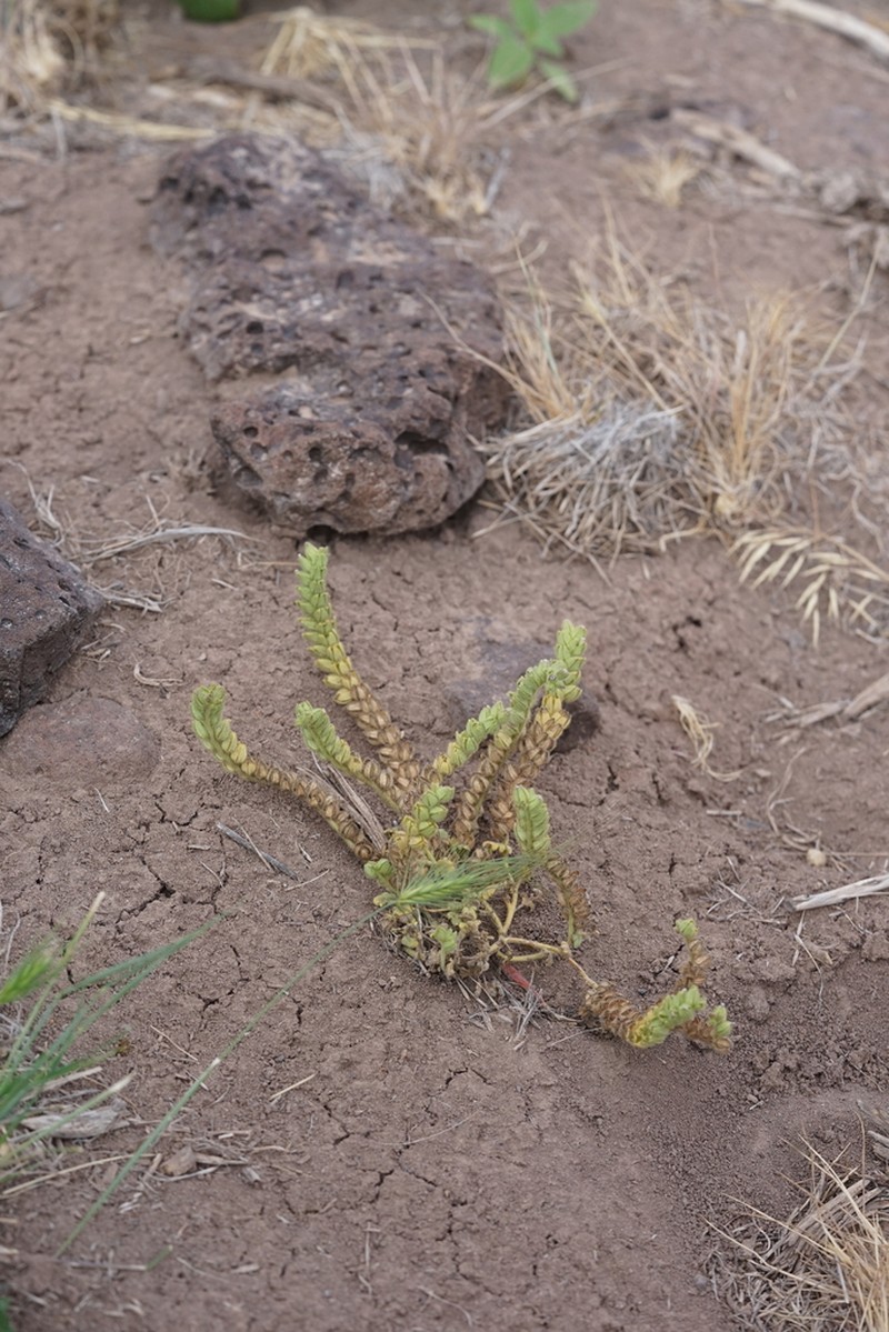 Heated Phacelia photo 2