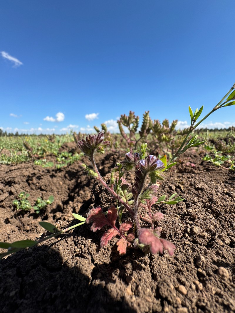 Heated Phacelia photo 3