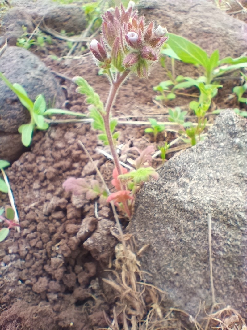Heated Phacelia photo 5
