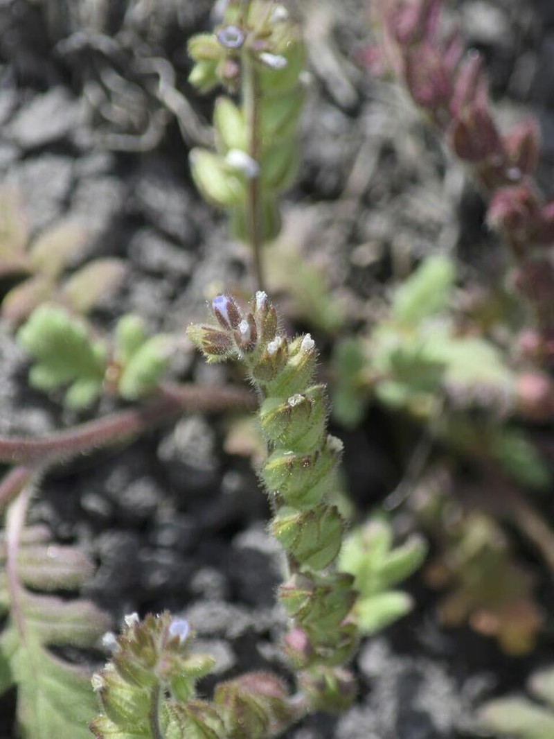 Heated Phacelia photo 6