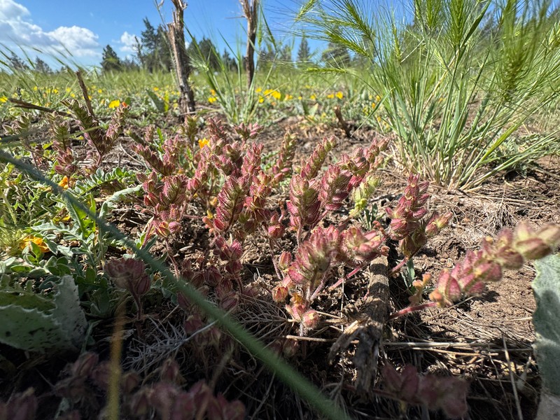 Heated Phacelia photo 7