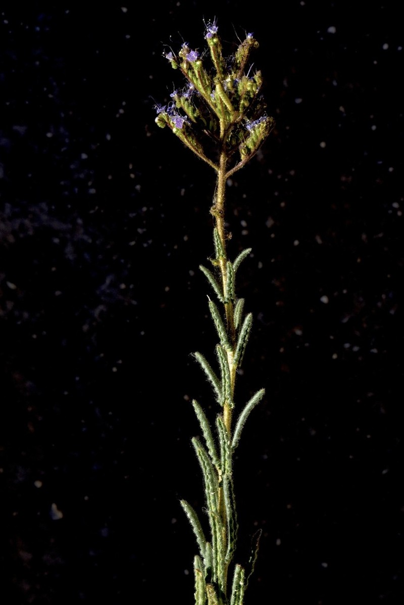 Utah Phacelia