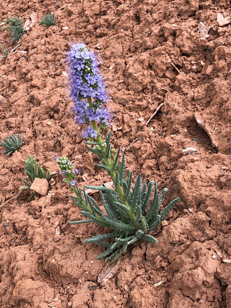 Utah Phacelia photo 2