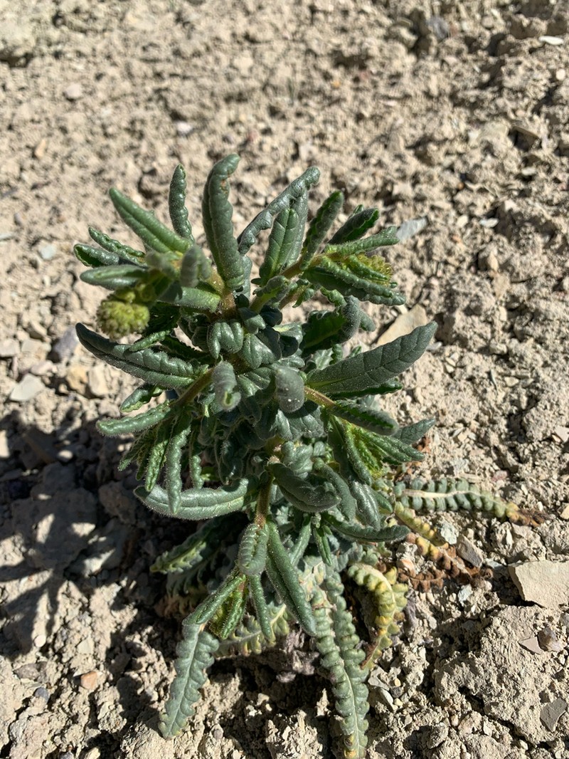 Utah Phacelia photo 3
