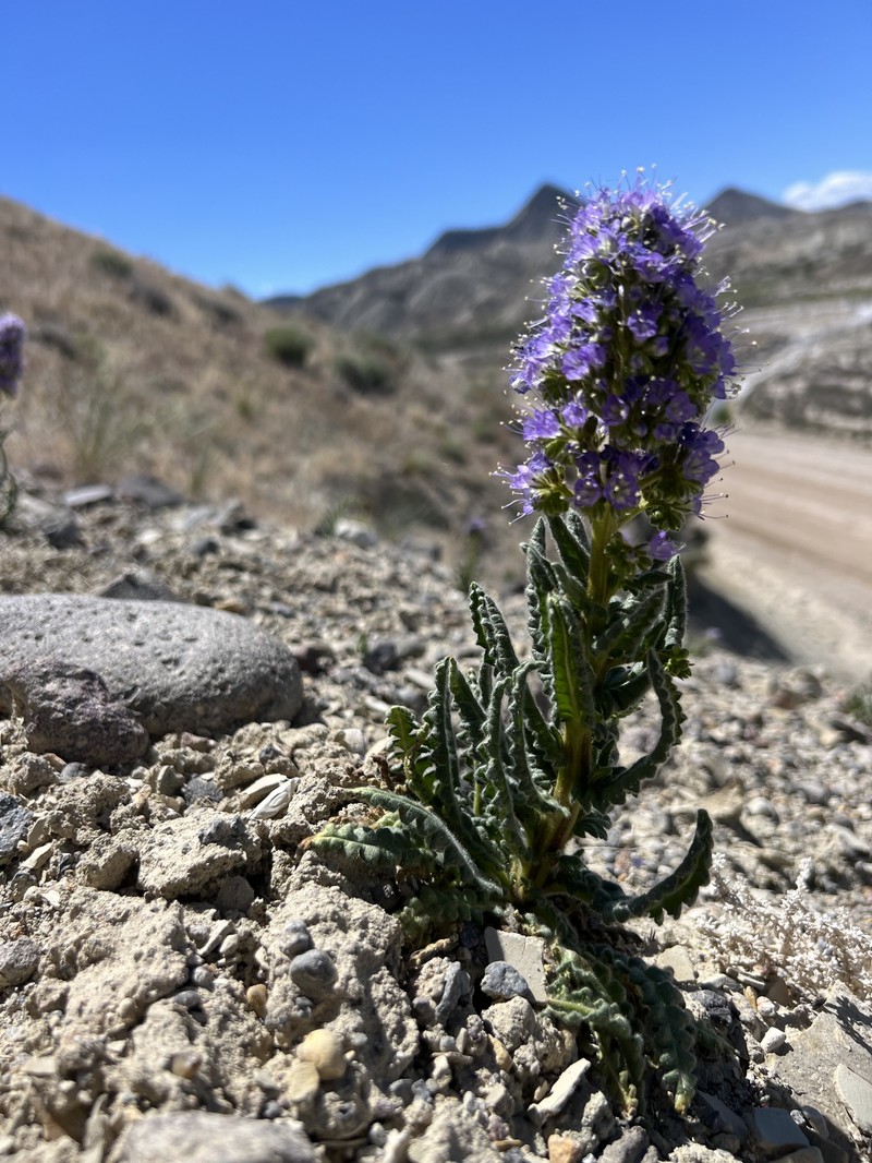Utah Phacelia photo 5
