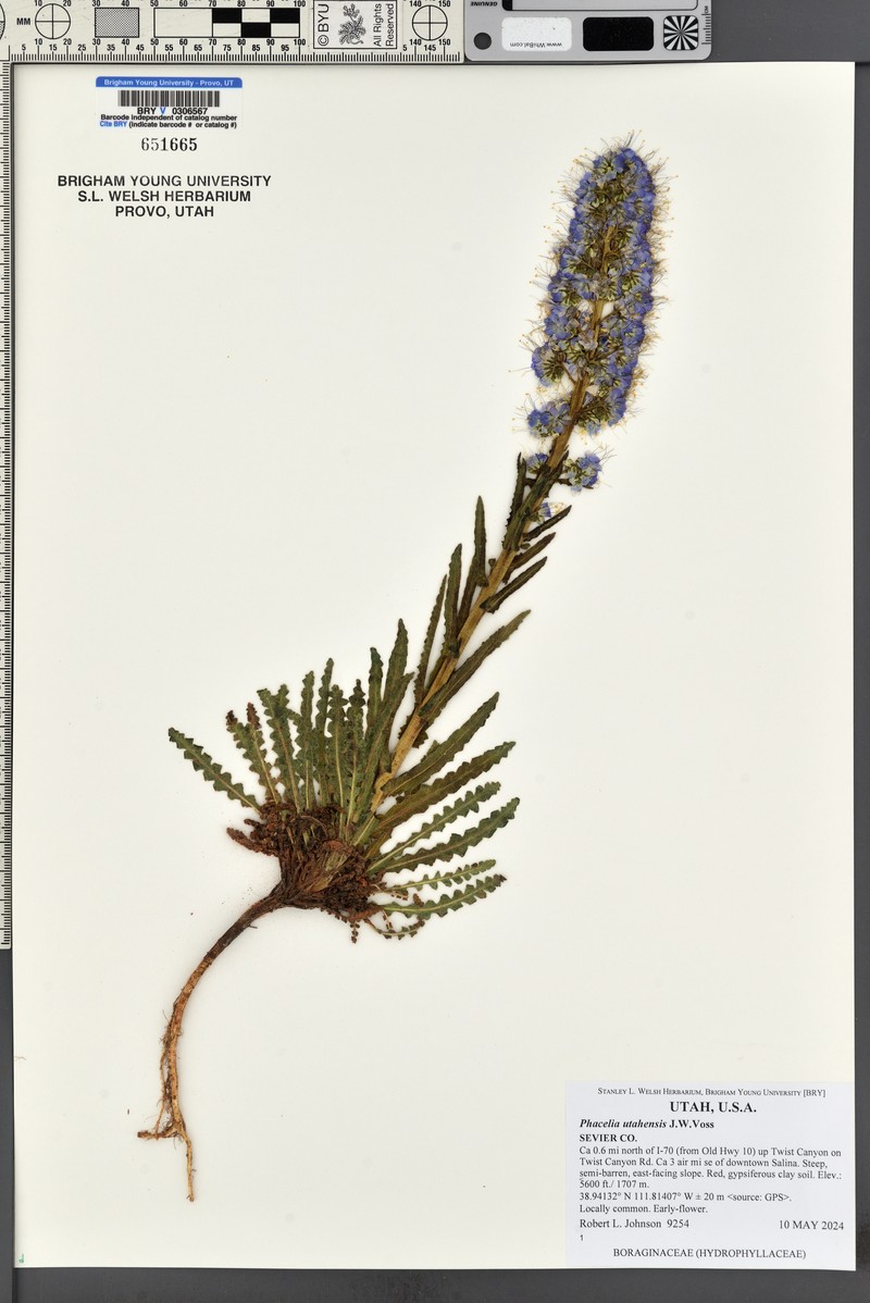 Utah Phacelia photo 8