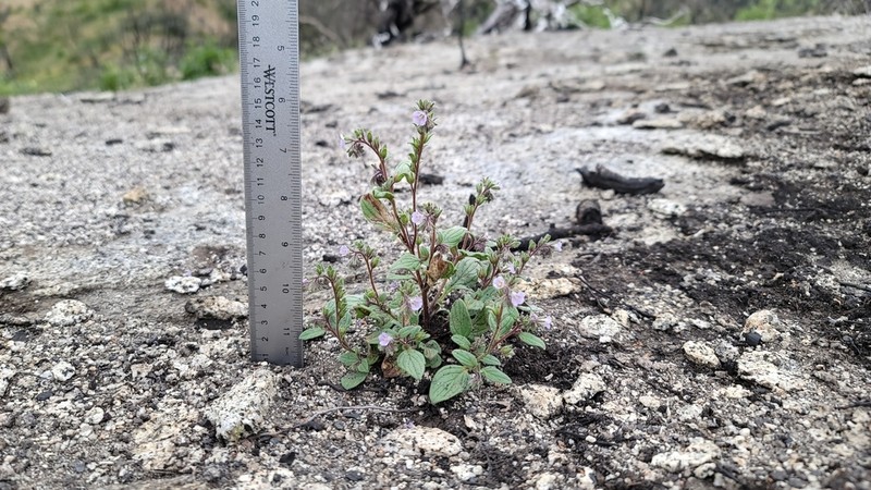 Mariposa Phacelia