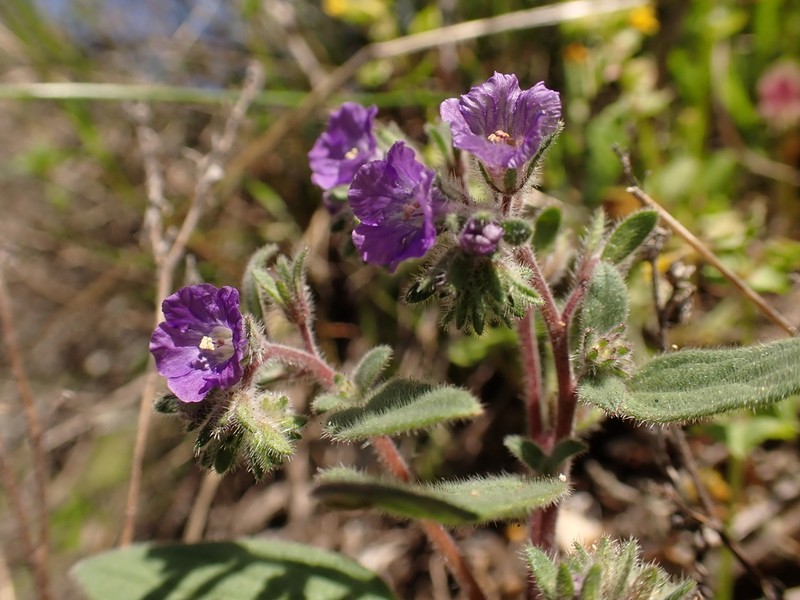 Mariposa Phacelia photo 2