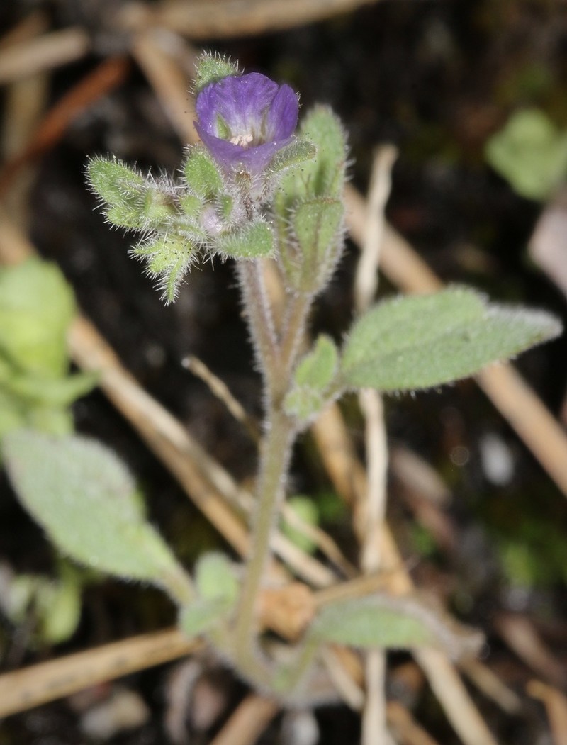 Mariposa Phacelia photo 3
