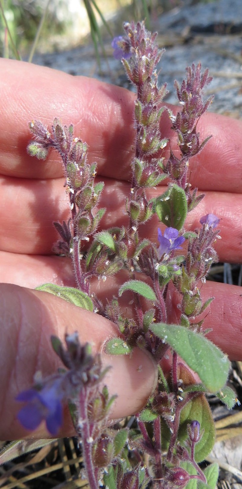 Mariposa Phacelia photo 4