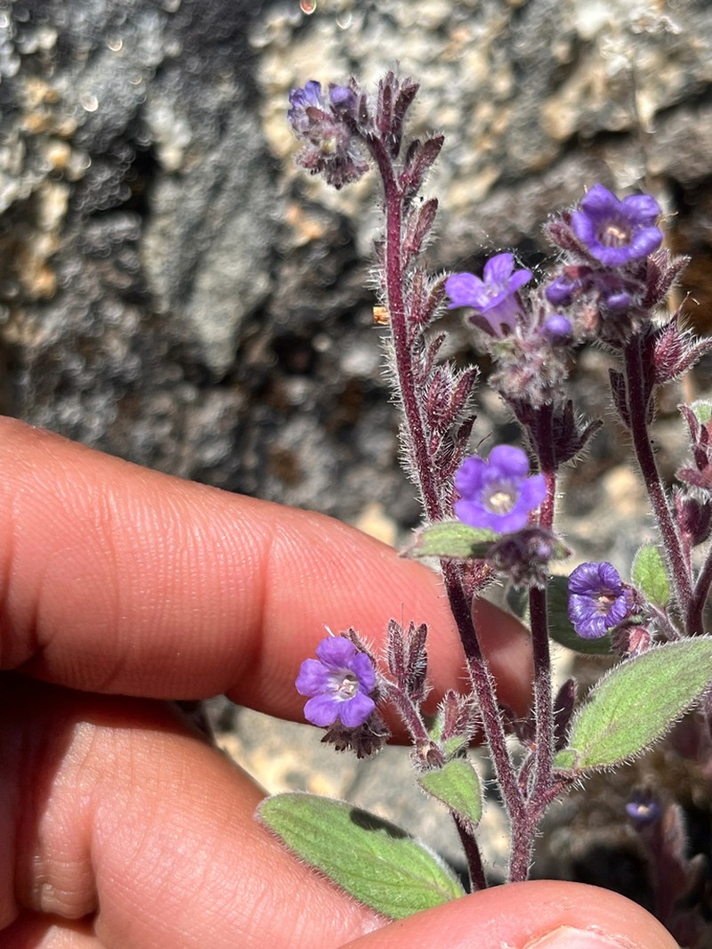 Mariposa Phacelia photo 5