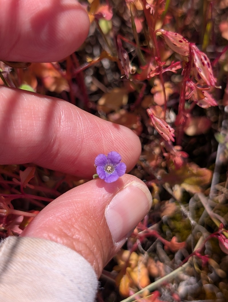 Mariposa Phacelia photo 6
