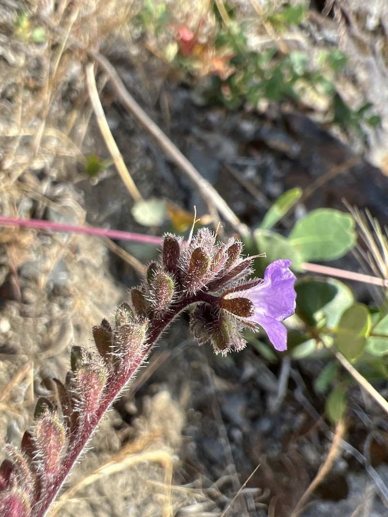 Mariposa Phacelia photo 7