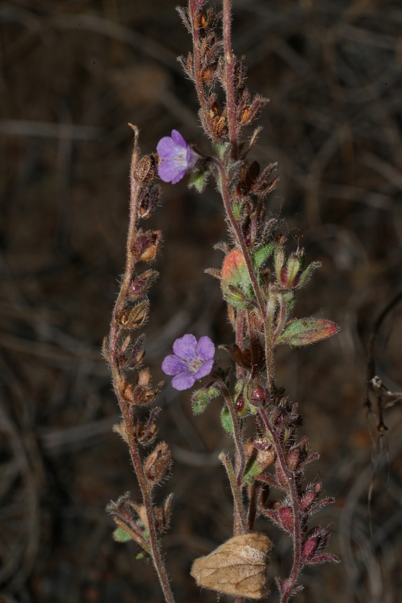 Mariposa Phacelia photo 8