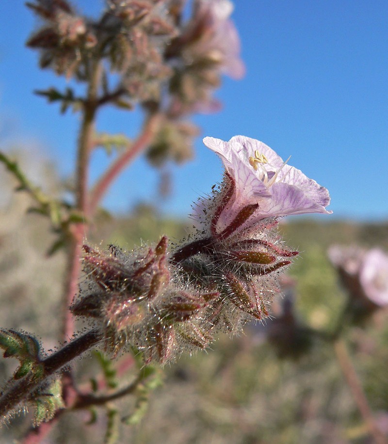 Death Valley Phacelia