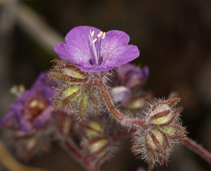 Death Valley Phacelia photo 2