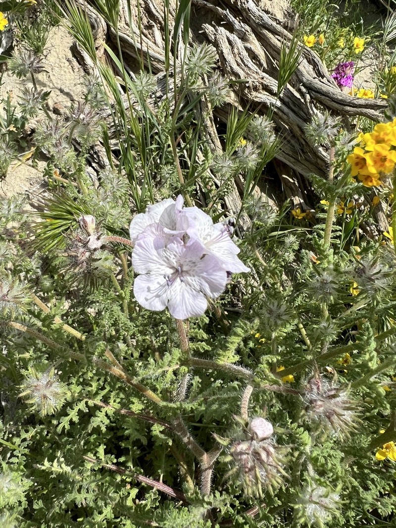 Death Valley Phacelia photo 3
