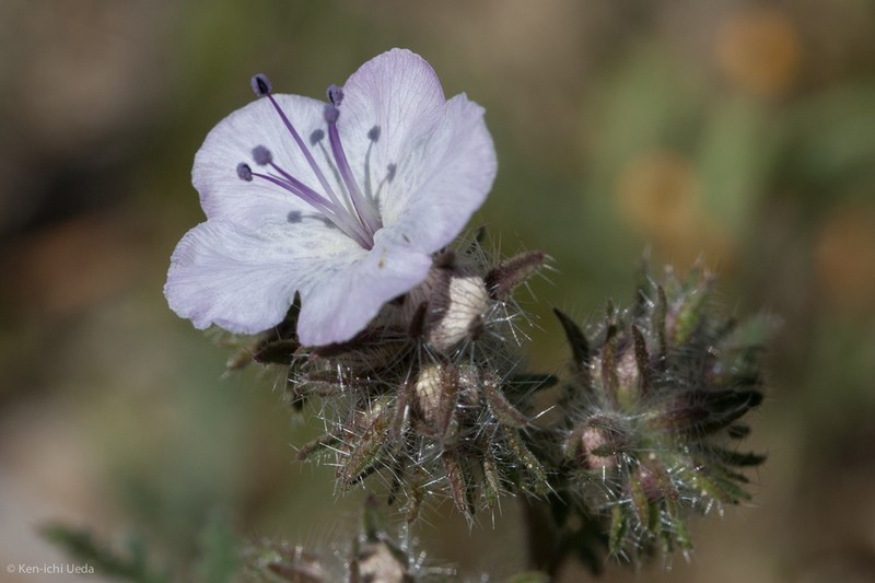 Death Valley Phacelia photo 4