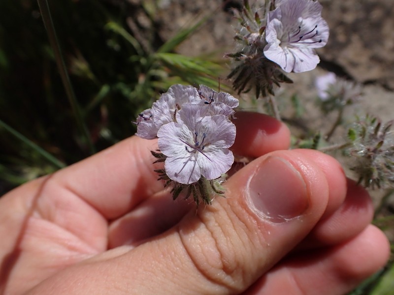 Death Valley Phacelia photo 6