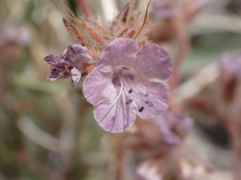 Death Valley Phacelia photo 7