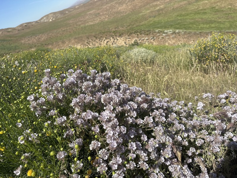 Phacelia vallis-mortae var. heliophila
