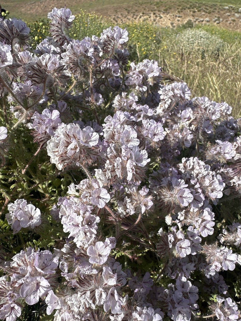 Phacelia vallis-mortae var. heliophila photo 2