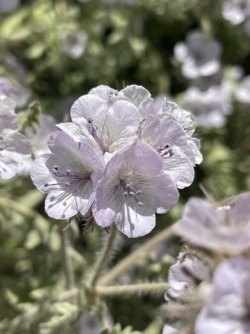 Phacelia vallis-mortae var. heliophila photo 3