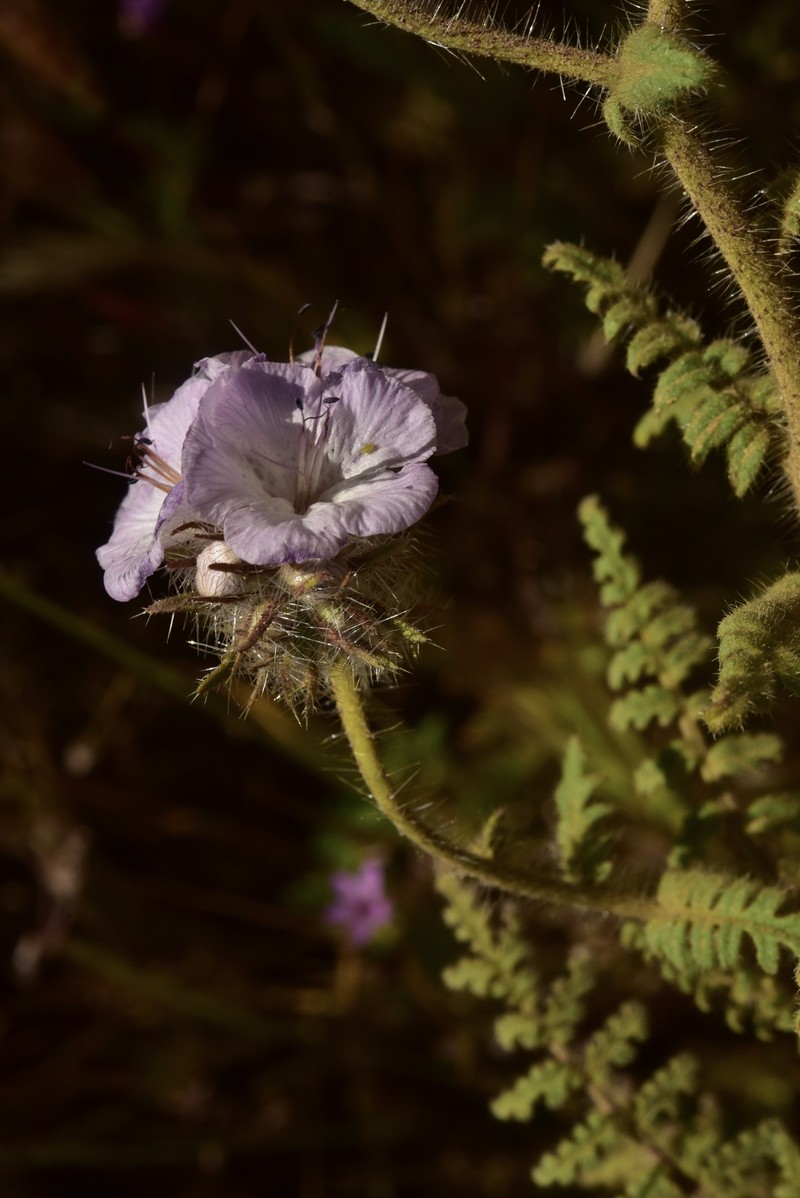 Phacelia vallis-mortae var. heliophila photo 4