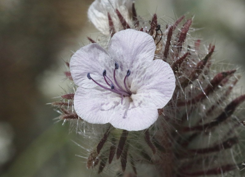 Phacelia vallis-mortae var. heliophila photo 5