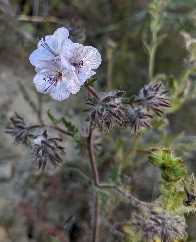Phacelia vallis-mortae var. heliophila photo 6