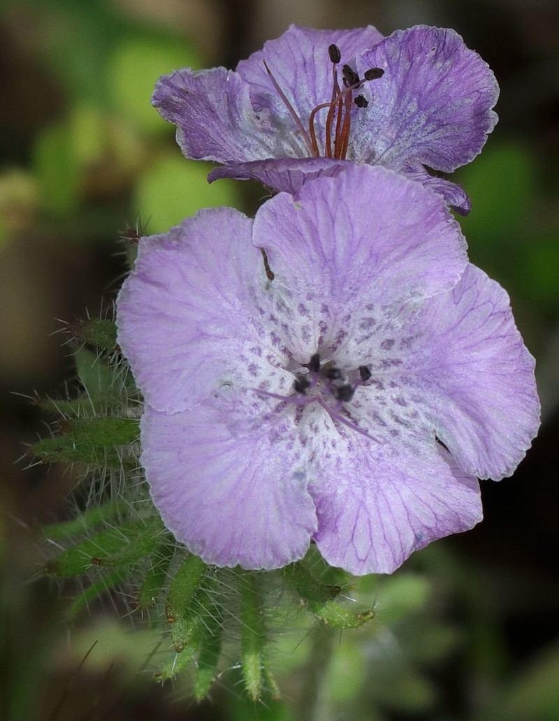 Phacelia vallis-mortae var. heliophila photo 7