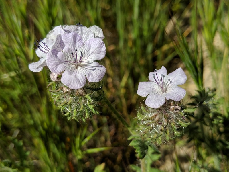 Phacelia vallis-mortae var. heliophila photo 8