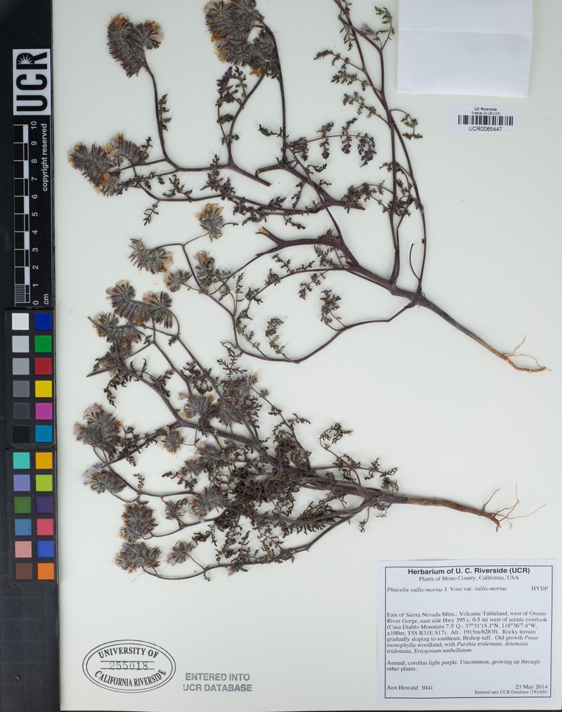 Phacelia vallis-mortae var. vallis-mortae photo 2