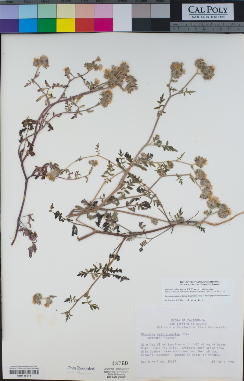 Phacelia vallis-mortae var. vallis-mortae photo 3
