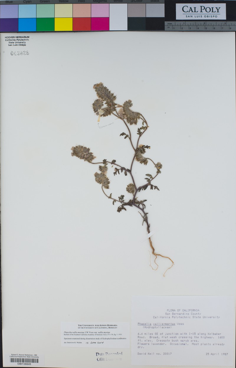 Phacelia vallis-mortae var. vallis-mortae photo 4