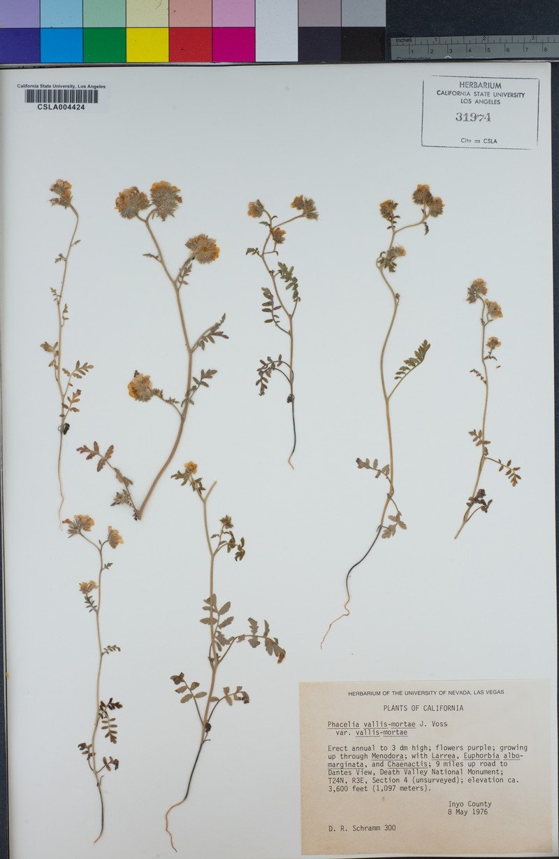 Phacelia vallis-mortae var. vallis-mortae photo 5
