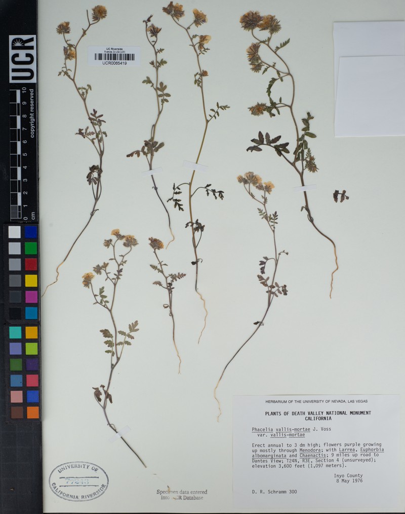 Phacelia vallis-mortae var. vallis-mortae photo 6