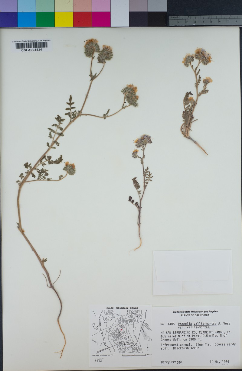 Phacelia vallis-mortae var. vallis-mortae photo 7
