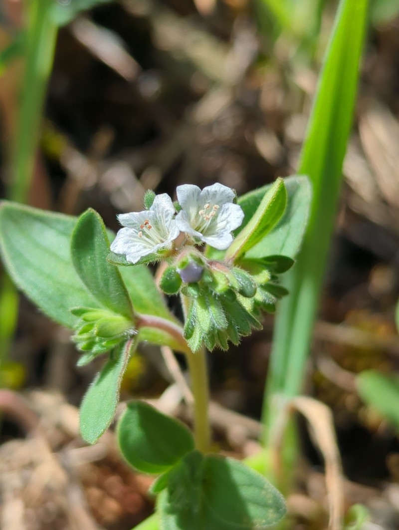 Spring Phacelia