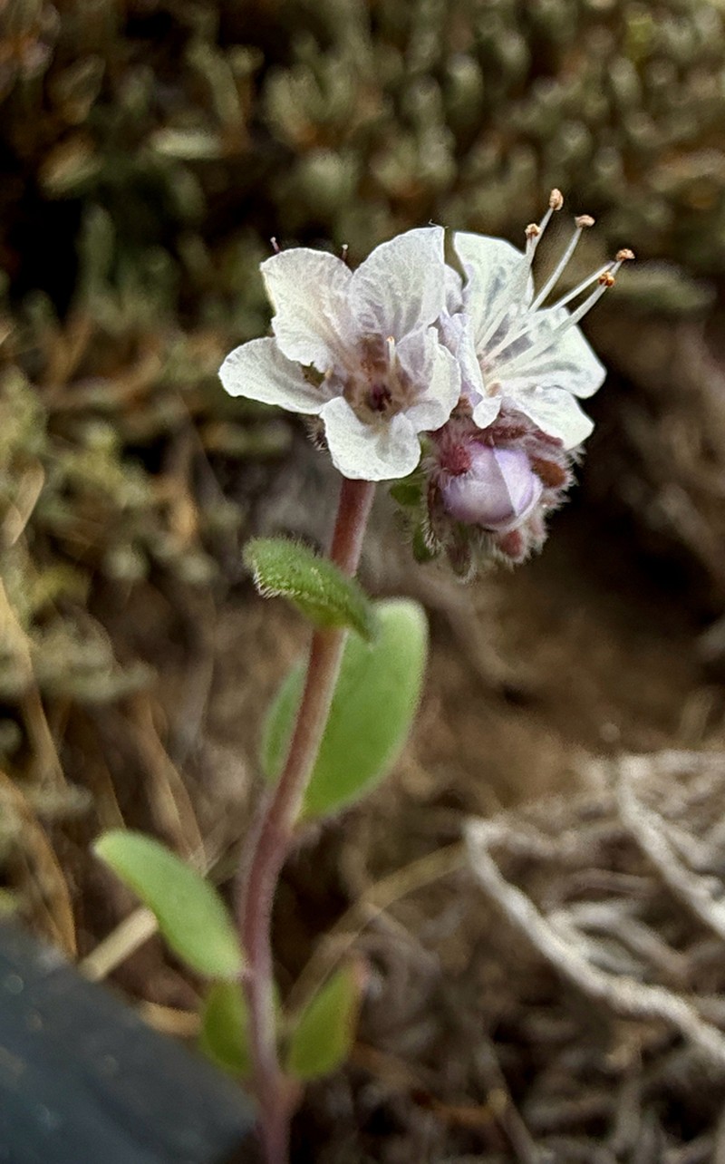 Spring Phacelia photo 2