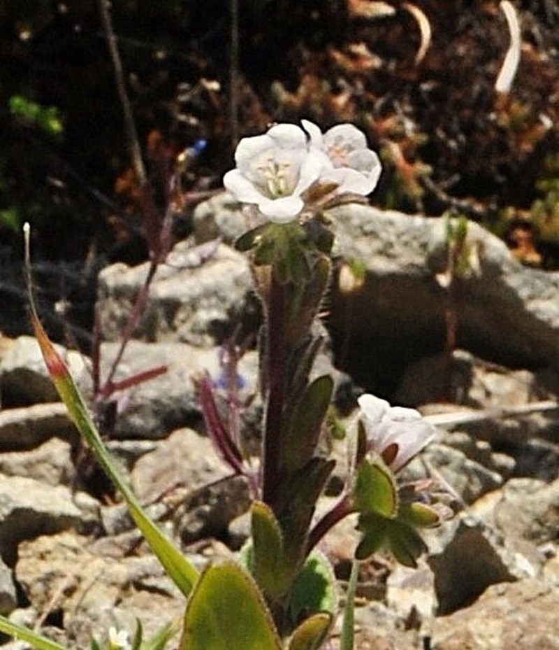 Spring Phacelia photo 3