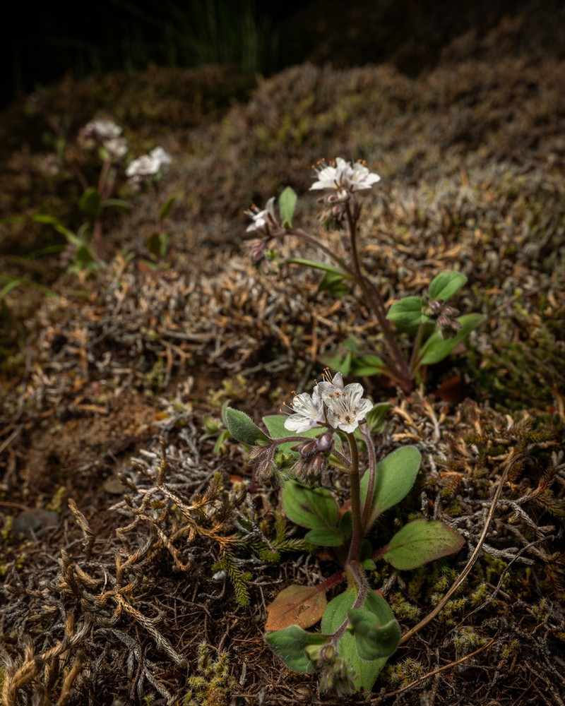 Spring Phacelia photo 4