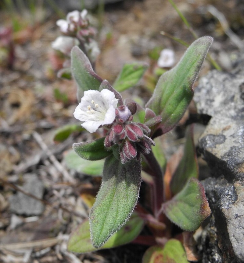 Spring Phacelia photo 5