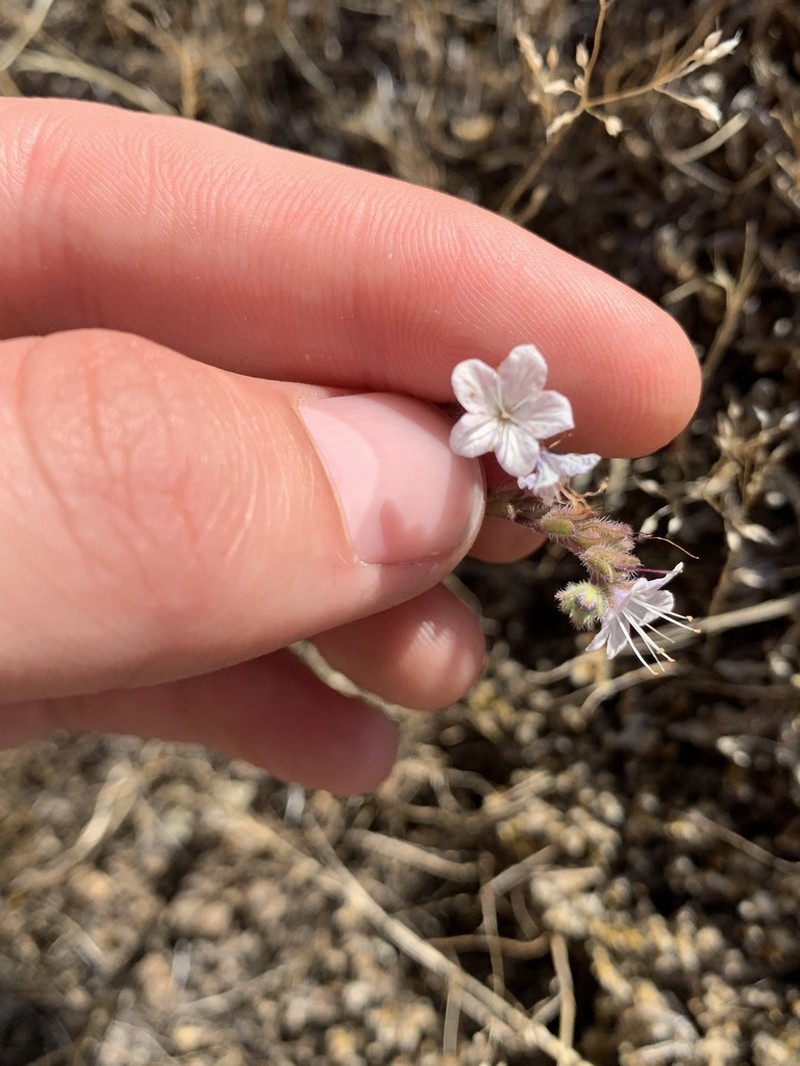 Spring Phacelia photo 6