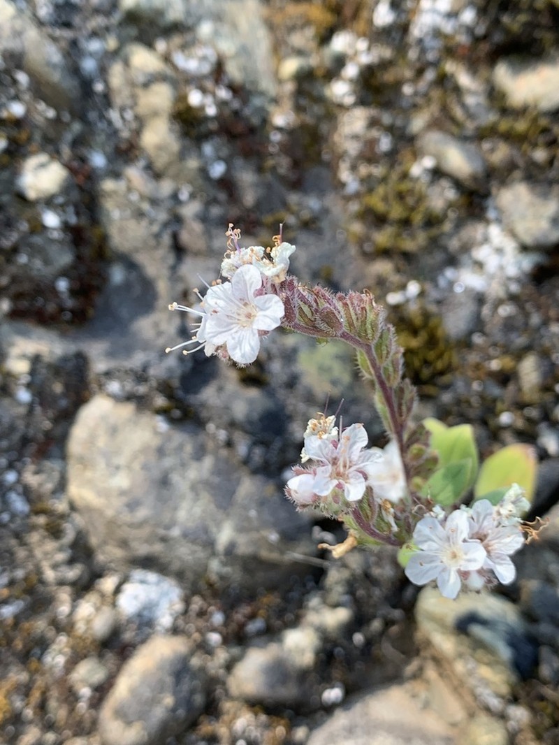 Spring Phacelia photo 7