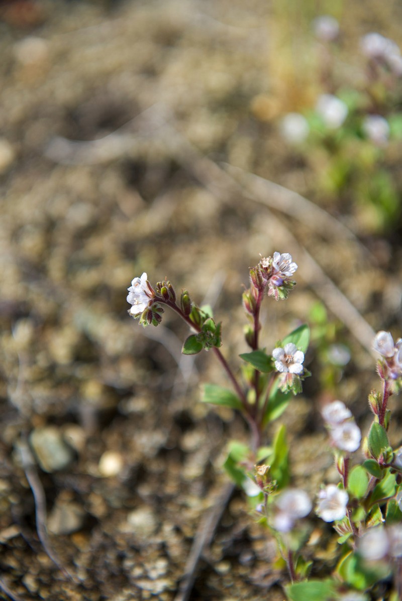 Spring Phacelia photo 8