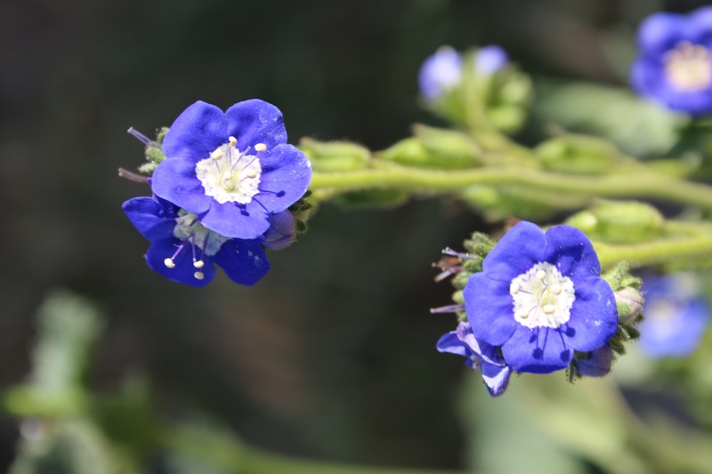 Tacky Phacelia photo 2